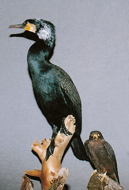 2004-cormorano
